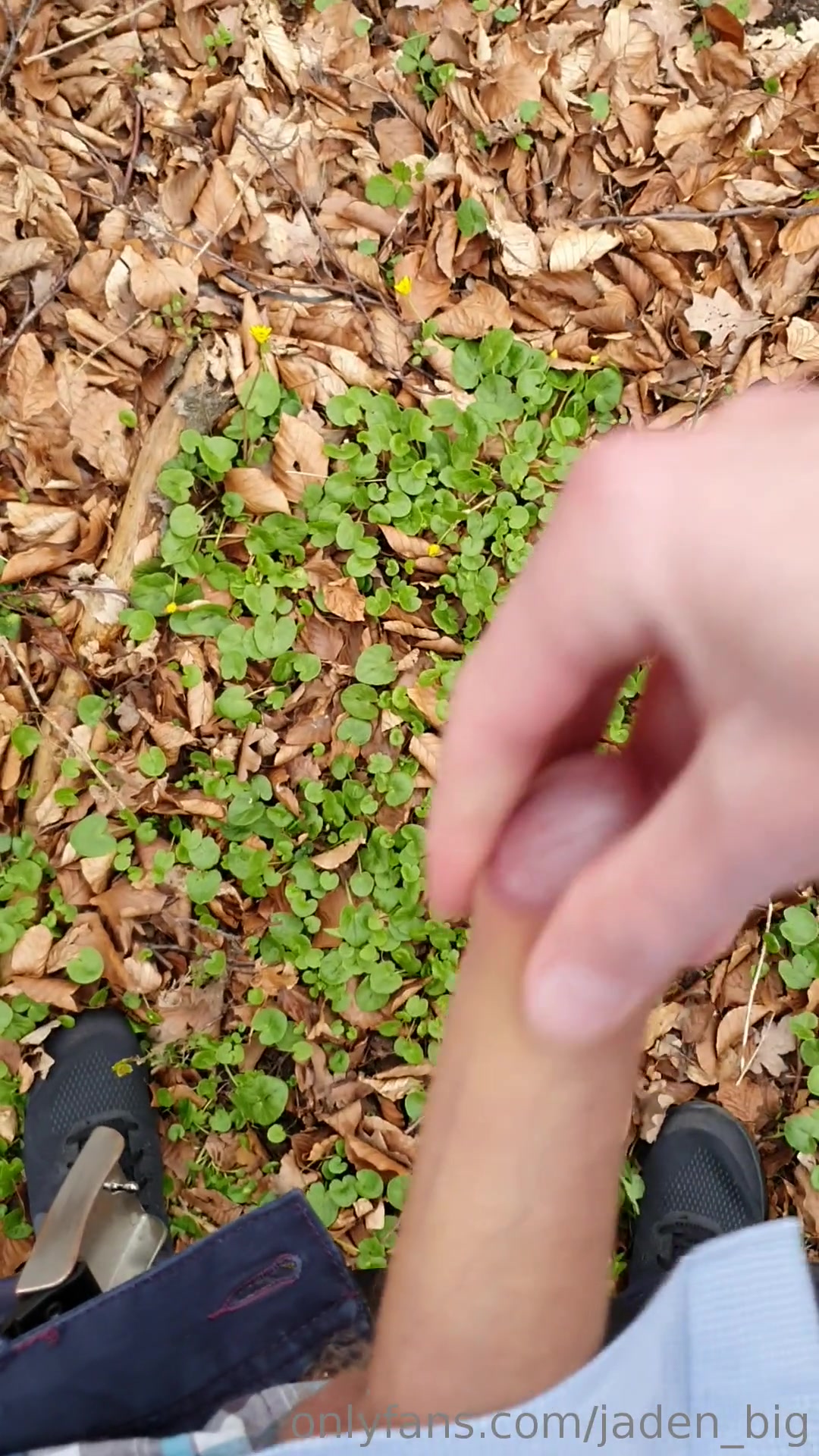 Forest Fun