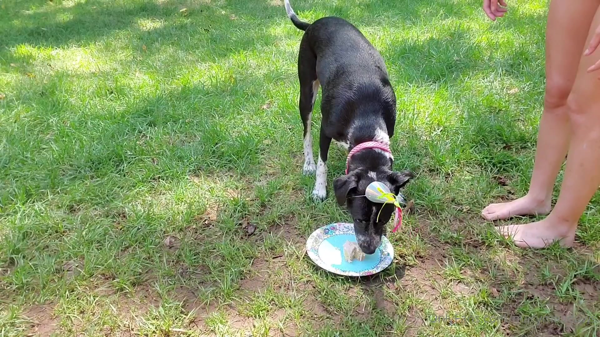Had A Cute Birthday Party For My Pup 1/3