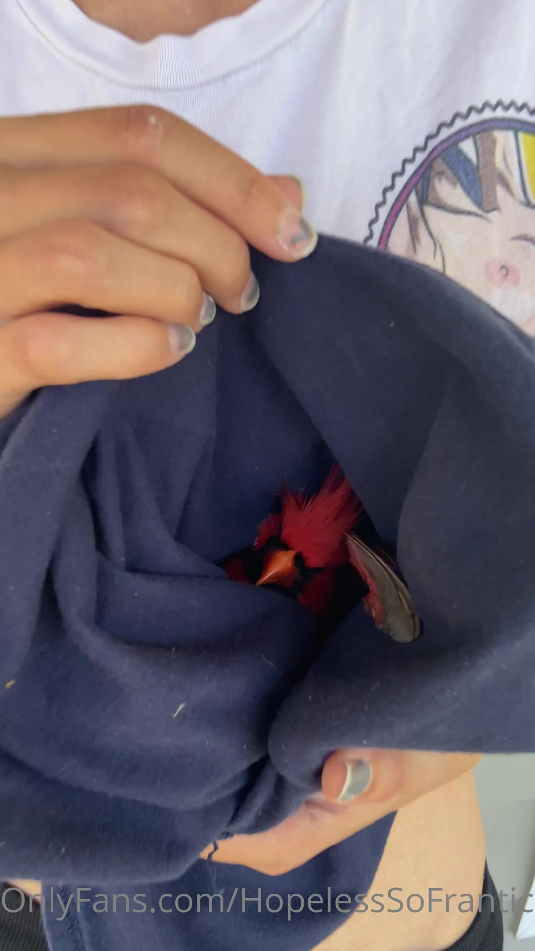 Rescued A Cardinal With A Broken Wing