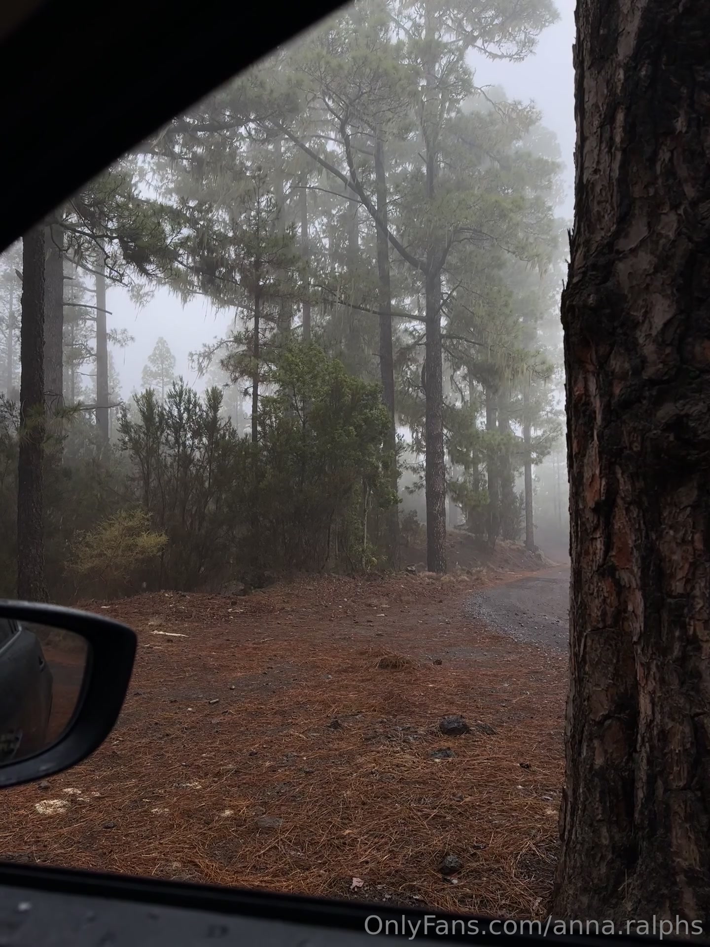 That Day The Weather Was Just Fantastic For A Walk In The Forest 3/4