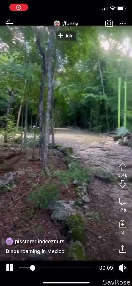 Dinosaurs!
